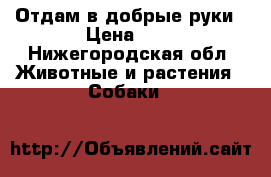 Отдам в добрые руки › Цена ­ 1 - Нижегородская обл. Животные и растения » Собаки   